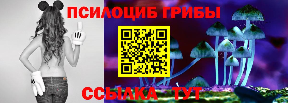 Псилоцибиновые грибы Cubensis Курчатов